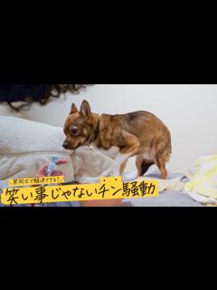 [x]ママのいない日に限って大変なことが起きた…。笑い事じゃないチントラブル！ - YouTube