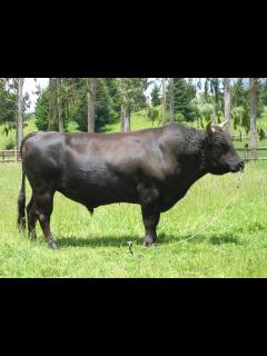 [x]Wagyū – Wikipedia