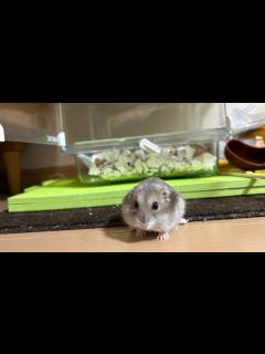 [x]家に帰る🐹がすごすぎた - YouTube