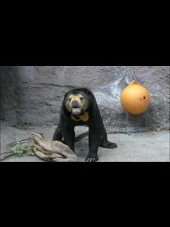 [x]暴れる姿がかわいすぎて…観客から笑い声 マーサ(マレーグマ) 天王寺動物園 NHKの『出川哲朗のクイズほぉ〜スクール』で引用されたのは6:07 ...