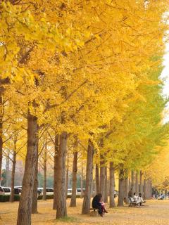 [x]銀杏並木 (ginkgo avenue) | 2010.11.14 @つくば市・万博記念公園 / すっかり色づいており | @yb ...