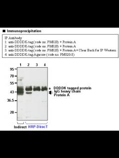 [x]Anti-DDDDK-tag pAb-HRP-DirecT（Polyclonal, Polyclonal） | 抗体 ...