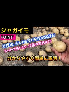 [x]【ジャガイモ】※ジャガイモ収穫後の保存方法！少しでも長く保存できるやり方を簡単に分かりやすく説明！How to save potatoes ...