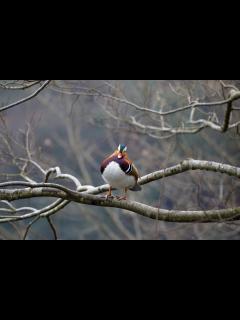 [x]オシドリ：おしどり夫婦の真実？ | 野鳥写真図鑑 | キヤノンバードブランチプロジェクト