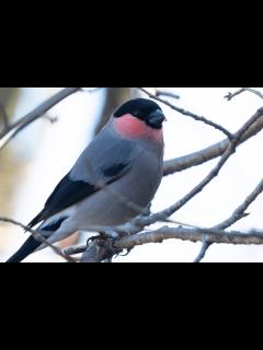 [x]ウソの特徴、分布、生態、写真をご紹介します。｜目に見えるいきもの図鑑