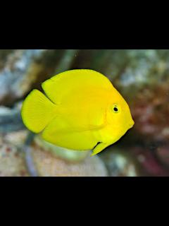 [x]クログチニザ - Izuzuki海の生き物大図鑑(笑)