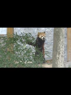 [x]レッサーパンダ (広島市安佐動物公園) 2018年5月20日 - YouTube