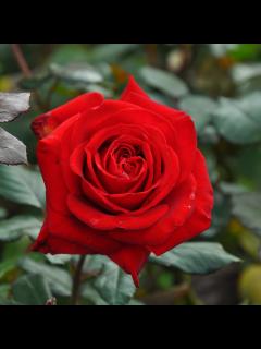 [x]レッドクイーン｜バラ図鑑｜いばらきフラワーパーク【公式】