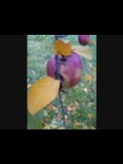 [x]松崎しげるが歌ってみた - ニコニコ動画