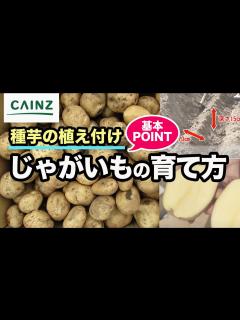 [x]ジャガイモの育て方｜春・秋の種じゃがいもの植え付け方法｜タネ芋【カインズHOWTO】 - YouTube