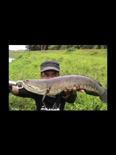 [x]Casting ikan haruan or snakehead 4 - YouTube