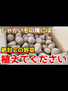 [x]【じゃがいも】の隣に植えるとメリットいっぱいの野菜を紹介します。【家庭菜園】 - YouTube