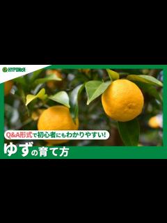 [x]☘153：ゆずの育て方｜青ゆずは収穫するの？植えつけの注意点や、剪定などの作業もご紹介 【PlantiaQ&A】植物の情報、育て方をQ&A形式 ...