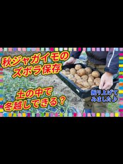 [x]秋じゃがいものズボラ保存方法！冬越し中の状況をのぞいてみます - YouTube