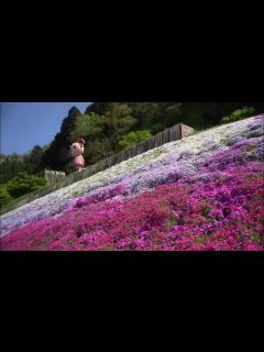 [x]ヤマサ蒲鉾・芝桜の小道(2024. 04) - YouTube