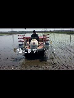 [x]田植えのコツ。植え始めと回り方、四隅の植え方。 - YouTube