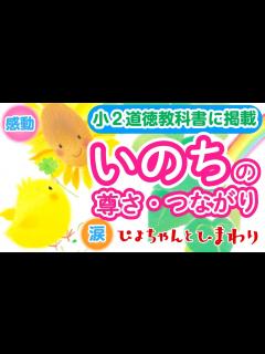 [x]「いのち」の尊さとつながりを伝えます 小2道徳教科書に掲載『ぴよちゃんとひまわり』🐤 - YouTube