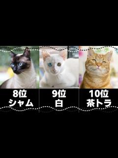[x]人気の猫柄ランキングトップ10！日本の猫の模様の種類や性格｜飼い主さんの声総まとめ - YouTube