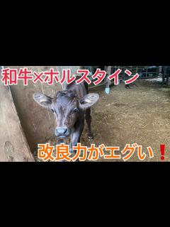 [x]交雑牛の恐ろしさ！和牛がいらなくなる？ - YouTube