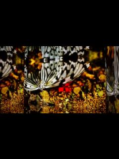 [x]「蜷川実花展」を開催―京都市京セラ美術館 - YouTube