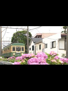 [x]望月理恵が江ノ電でぶらり途中下車の旅｜ぶらり途中下車の旅｜日本テレビ