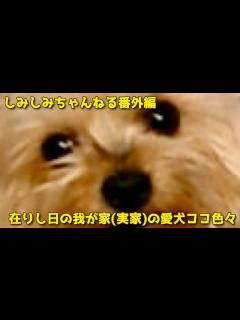 [x]番外編 在りし日の我が家(実家)の愛犬ココ映像 - YouTube