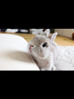 [x]朝目覚めてふと隣をみるといつもウサギさんがそこに居てくれる暮らし - YouTube