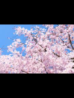 [x]京都の桜は圧巻の美しさ・・・！京都の桜 完全ガイド – 名所・見頃【2025年最新版】行くべきマップ。|caedeKyoto[カエデ京都 ...