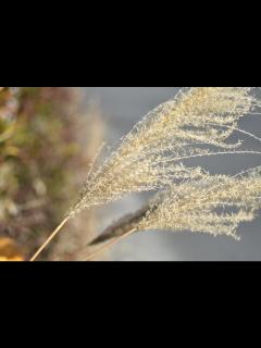 [x]すすき | taitiro a.k.a. amamako | Flickr