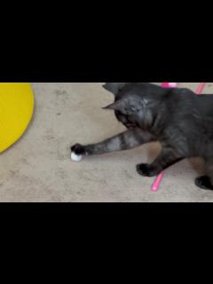 [x]すーちゃんの妹スノーボールで遊ぶ様がかわいいクロちゃん - YouTube