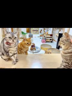 [x]大変だ！ママの機嫌が悪い！僕がなんとかしなくちゃ！ - YouTube