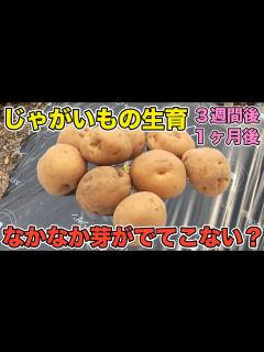 [x]【芽出しが心配】植え付け1ヶ月後はどこまで成長したのか？生育状況を見て対策を考えよう！（男爵、メイクイーン、キタアカリ） - YouTube