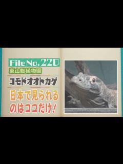 [x]世界最大にして世界最強のトカゲ！？東山動植物園のコモドオオトカゲ【どうぶつZOO鑑】2024年9月20日放送 - YouTube