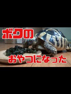 [x]久しぶりに会いに行くのです - YouTube