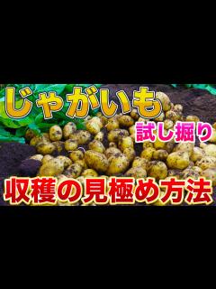 [x]ジャガイモを収穫するタイミングは？正しい時期に掘ることで大きなジャガイモを収穫できます！ - YouTube
