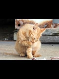 [x]ねこ好き必見！全国のねこスポット 42選 - YouTube