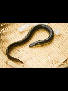 [x]ウナギ釣りにおすすめな餌をご紹介！付け方や保存方法、使い分け方も解説 | 釣りラボマガジン