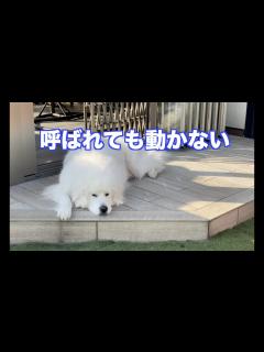 [x]平日のアルは動きません 暑いから！ - YouTube
