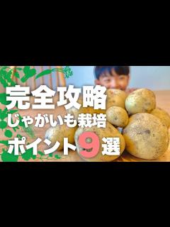 [x]プランターで春じゃがいも栽培基本テクニック9選|ジャガイモの育て方 - YouTube