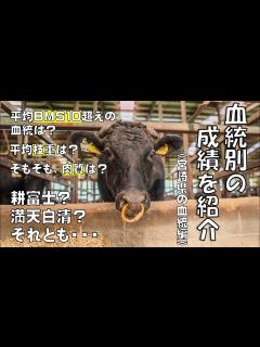[x]血統別、成績（BMS・ロース面積・枝重）を紹介〔宮崎県編〕 - YouTube