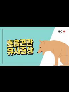[x]# 강아지 호흡곤란으로 오해할 수 있는 증상 알아보기! - YouTube