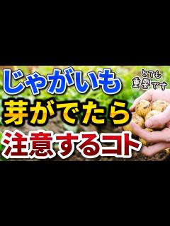 [x]#24.【春じゃがいも】急な寒さに注意‼芽が出てきてからするコト【家庭菜園】 - YouTube