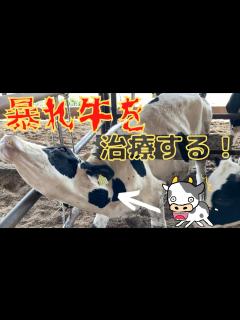 [x]体調の悪い暴れ牛を治療してみた！ part2 - YouTube