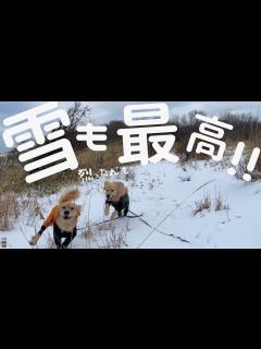 [x]久しぶりの再会に何度も喜ぶ二匹が可愛すぎました - YouTube