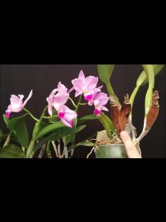 [x]Todos deberían conocer esta técnica para trasplantar una orquídea con ...