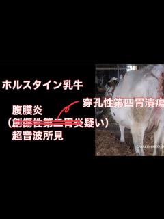 [x]牛 腹膜炎の超音波所見 穿孔性第四胃潰瘍に疑う病名を変更 ホルスタイン乳牛 獣医 エコー - YouTube