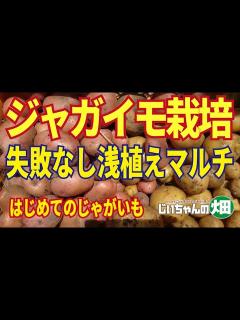 [x]初めてのジャガイモ栽培なら浅植えマルチ栽培！種芋と肥料を置いてマルチをかけるだけの植え付け。収穫でマルチをめくればジャガイモゴロゴロ！2/13 ...