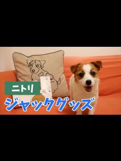 [x]今ジャック界をざわつかせているニトリのジャックグッズが可愛すぎた/ジャックラッセルテリア/多頭飼い - YouTube