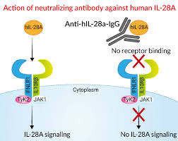 Anti-IFNL2 (IL28A) neutralizing monoclonal antibody | InvivoGen